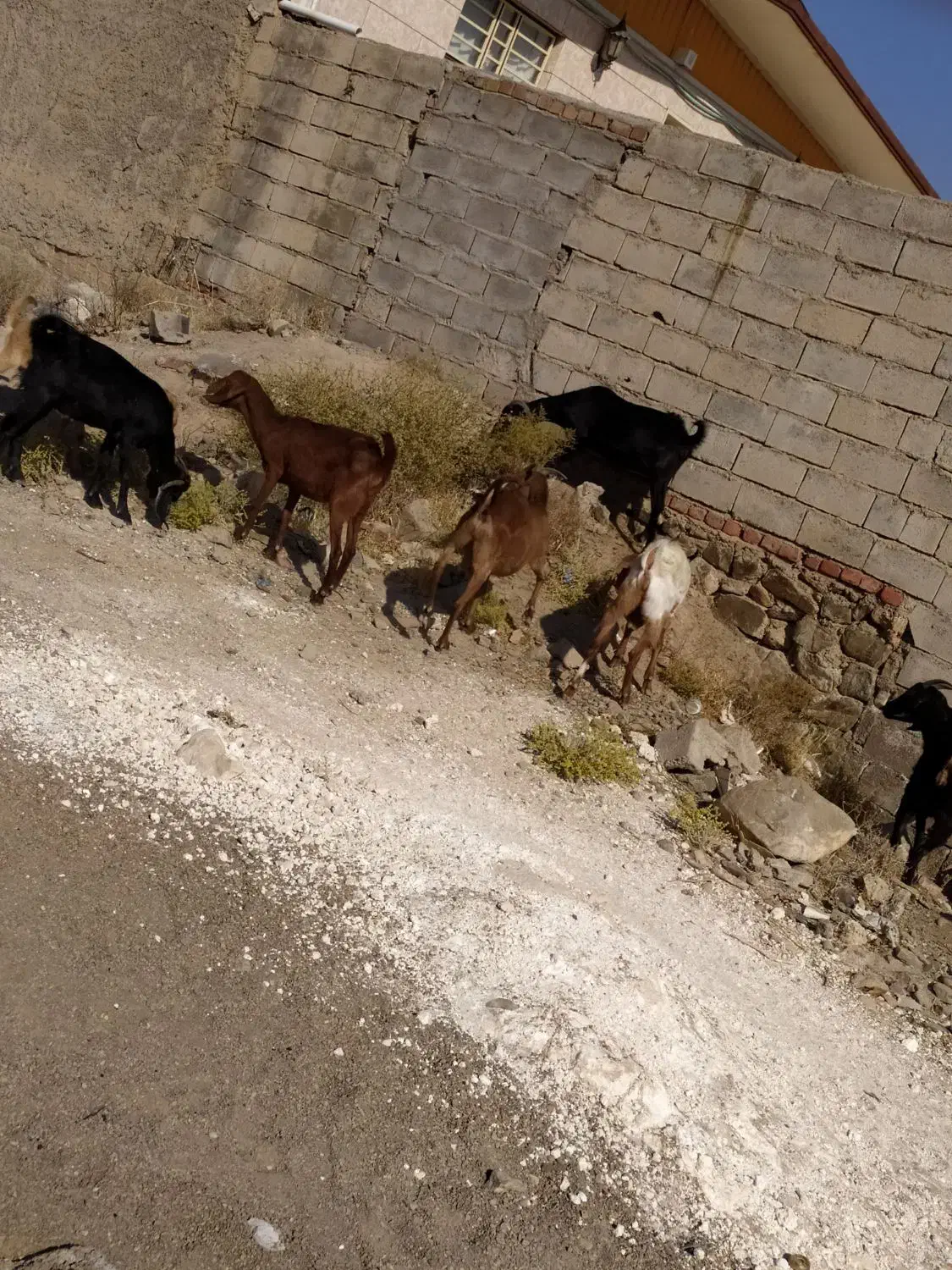 گوسفند|حیوانات مزرعه|زرند, |دیوار