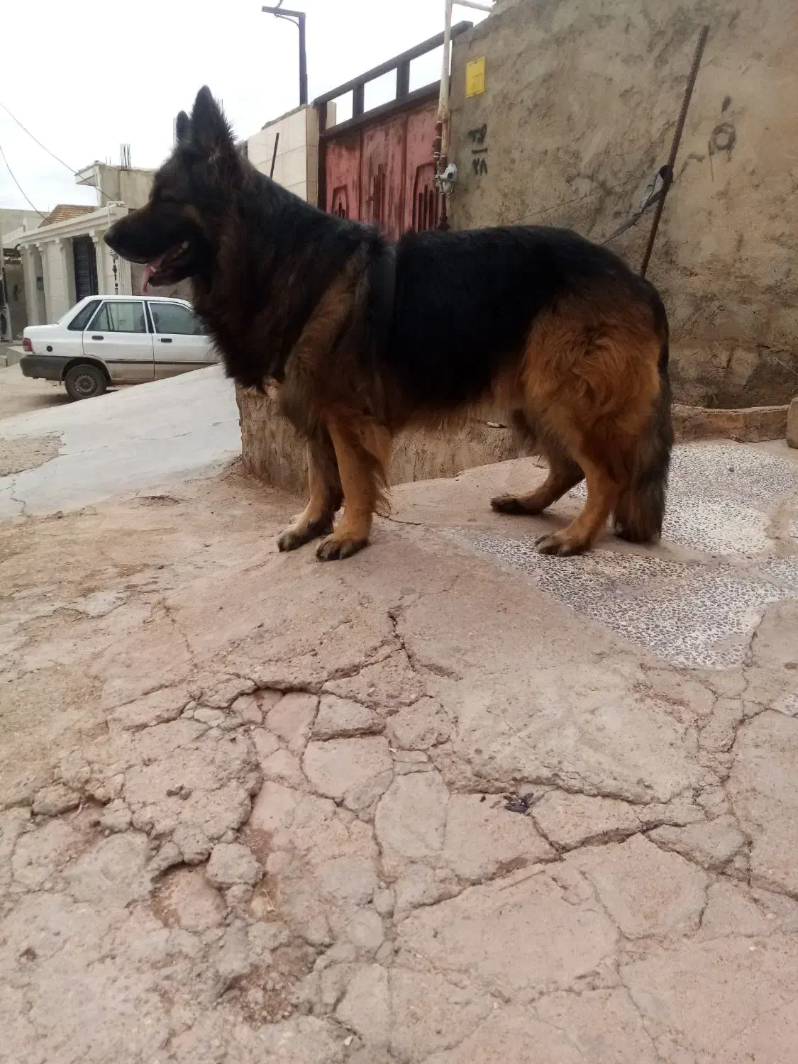 واگذاری|سگ|مسجد سلیمان, |دیوار