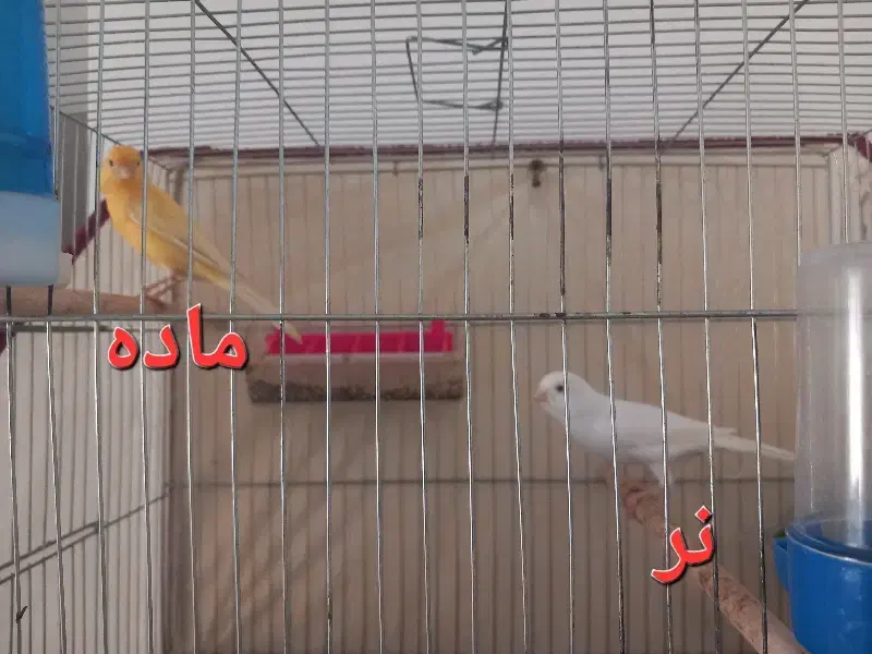 یه جفت قناری|پرنده|بندرعباس, |دیوار