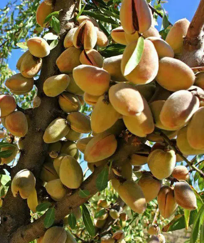 عرضه نهال بادام شکوفه|خدمات باغبانی و درختکاری|نمین, |دیوار