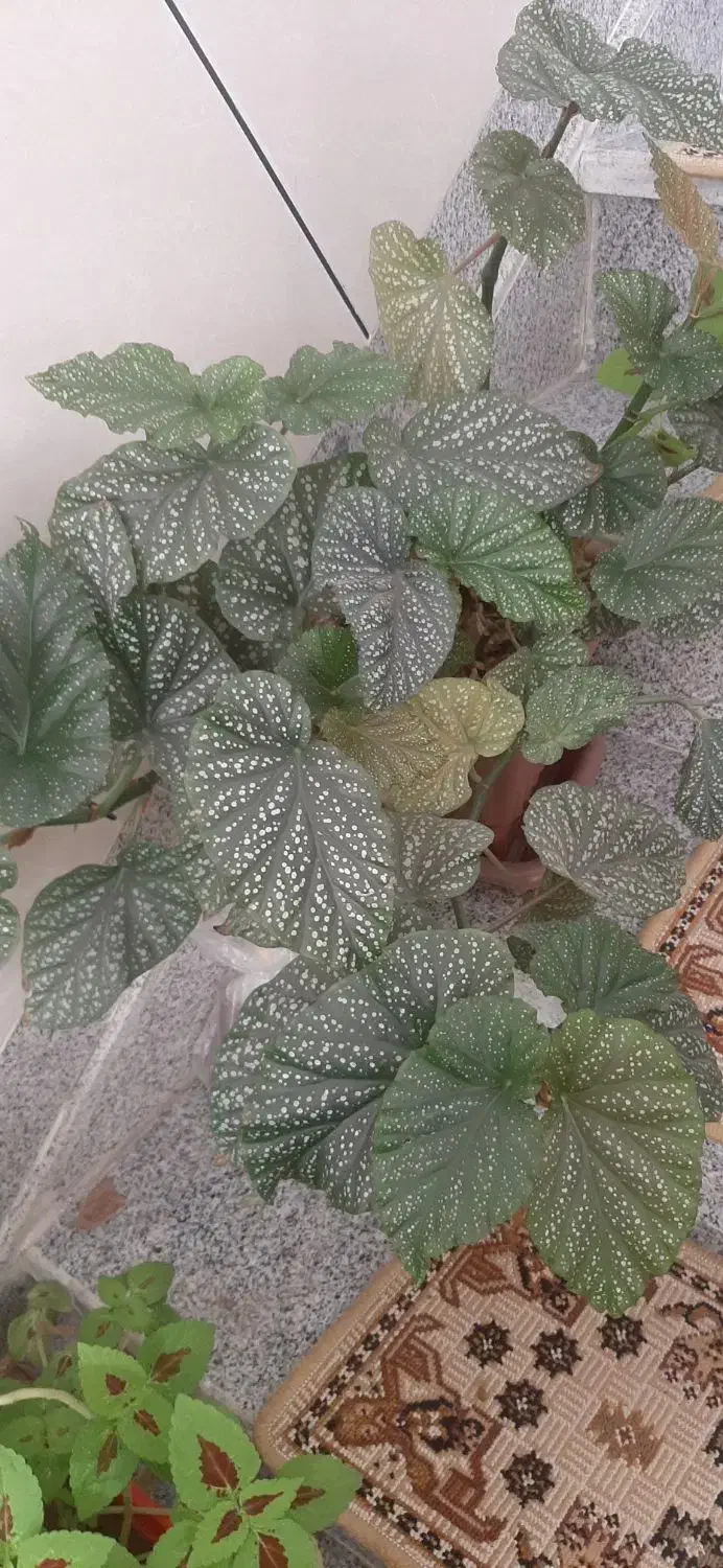 گل های تزئینی برای خانه|گل و گیاه طبیعی|سقز, |دیوار