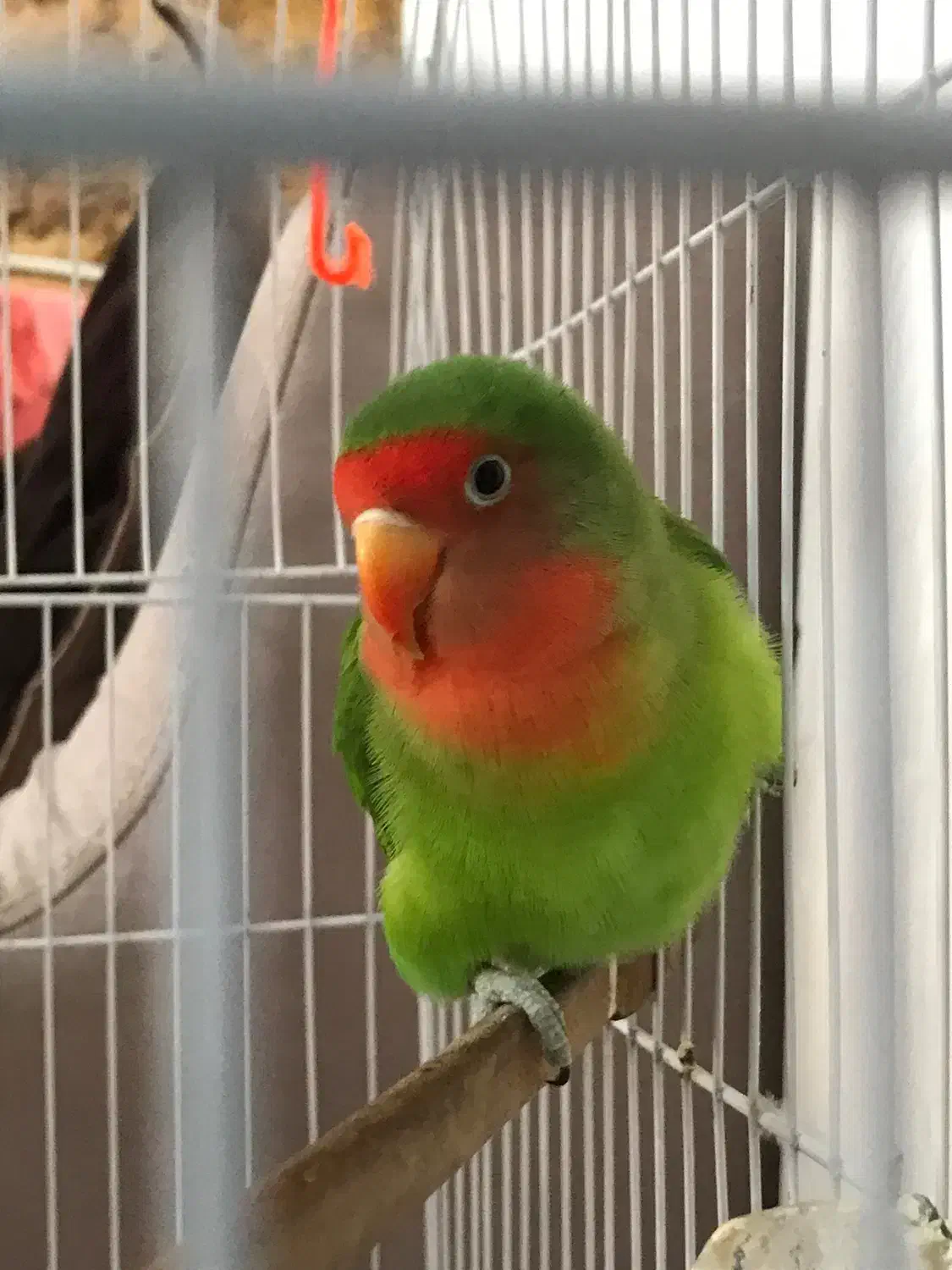 طوطی برزیلی نر|پرنده|لاهیجان, گلستان|دیوار