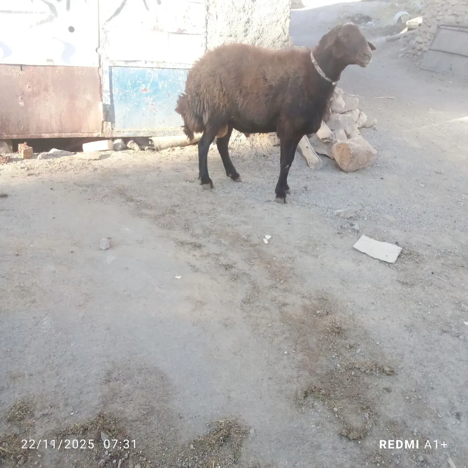 قوچ چهار دندون گله گرد درجه یک|حیوانات مزرعه|سرولایت, |دیوار