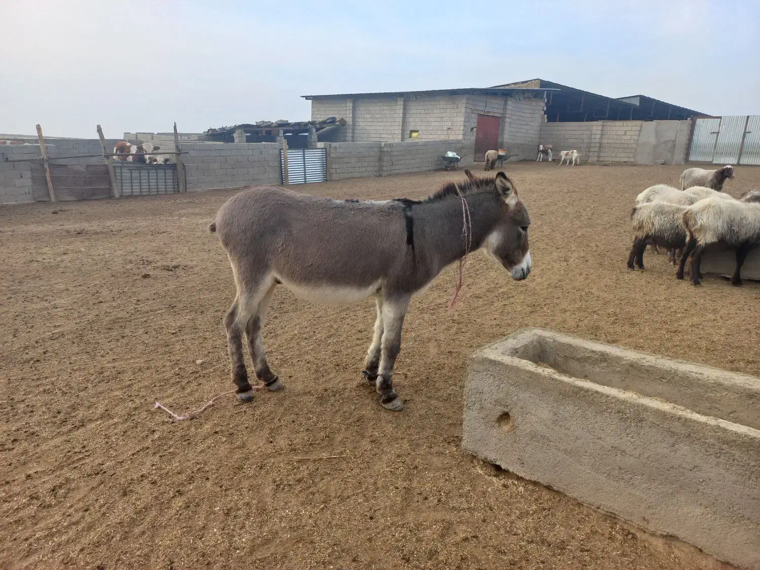 خرجوان چاق|حیوانات مزرعه|گنبد کاووس, |دیوار