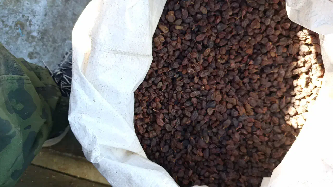 کشمش افتابی ،پلویی،پاک شده درجه یک|خوردنی و آشامیدنی|ملایر, |دیوار