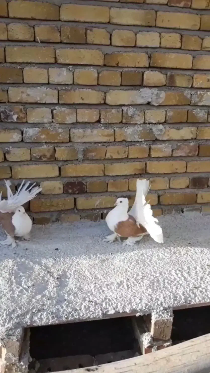 کبوتر تزینی دمچتری|پرنده|تهران, پردیسان|دیوار