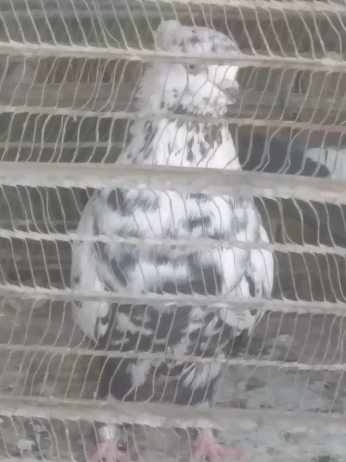 پلنگ زغالی پرشی|پرنده|تهران, مسعودیه|دیوار