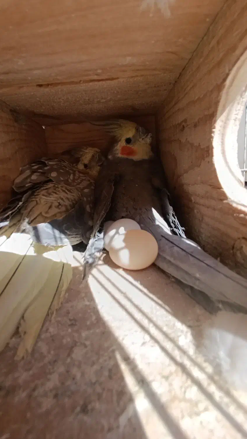 عروس هلندی جفت|پرنده|شیراز, لب آب|دیوار