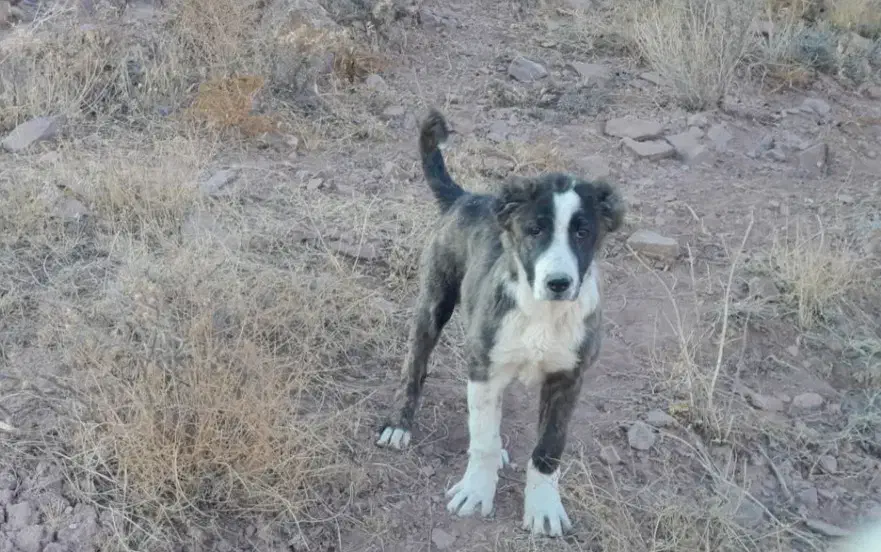 سگ ماده ۵ماهه|سگ|قوچان, |دیوار