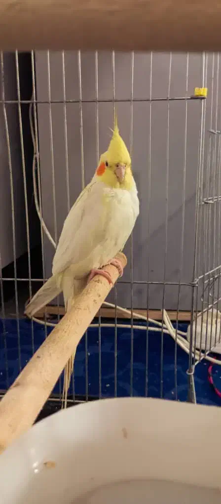 عروس هلندی برافروش|پرنده|شوش, |دیوار