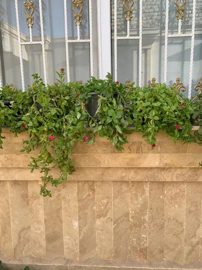 گل آپارتمانی|گل و گیاه طبیعی|تربتحیدریه, قائم|دیوار