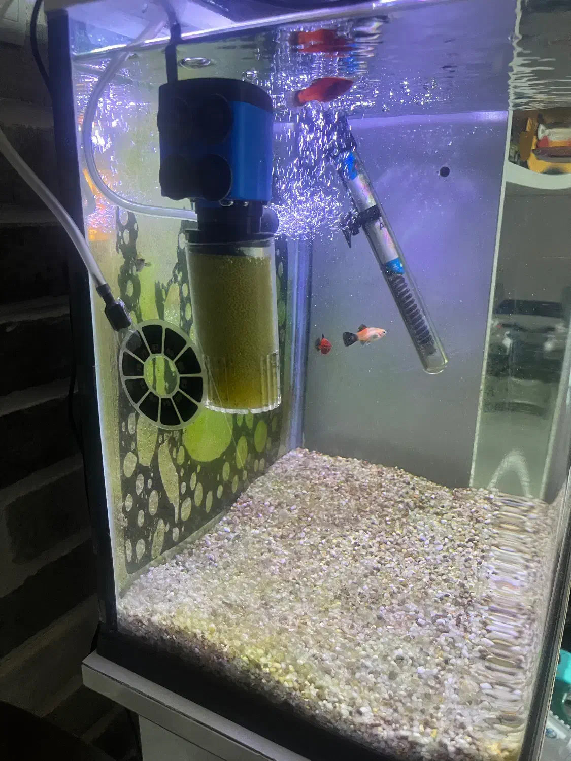 آکواریوم دلسا|ماهی|ماهدشت, |دیوار