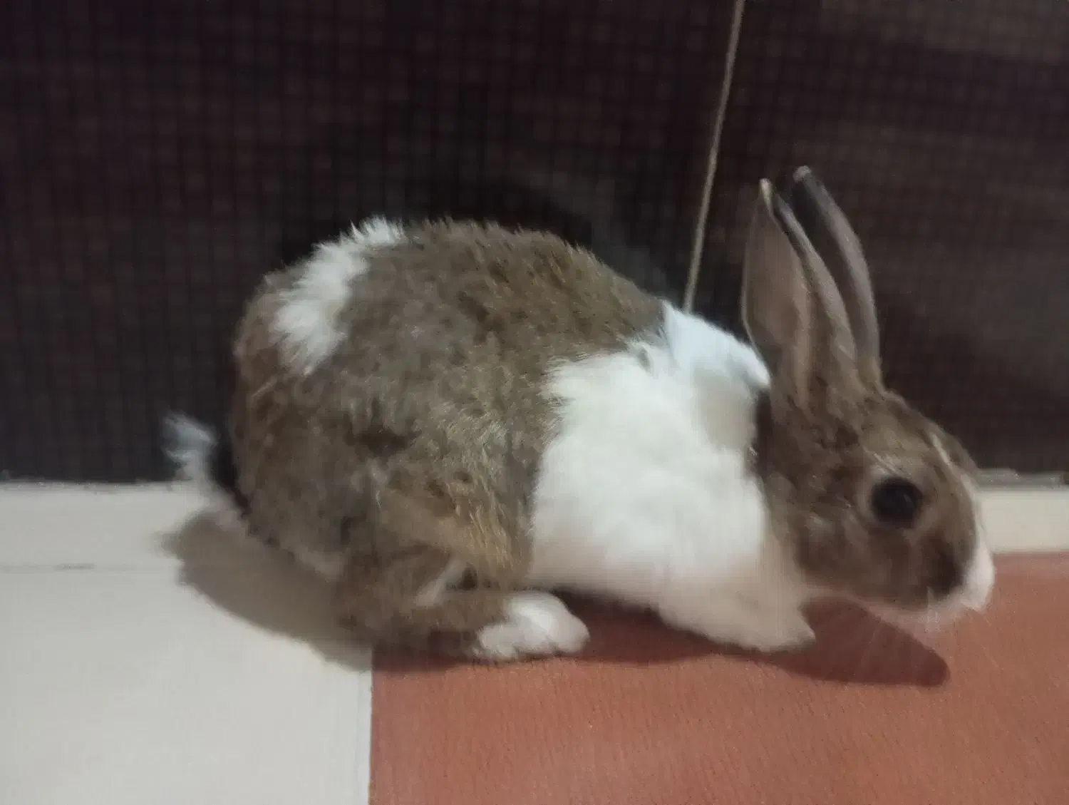 خرگوش نر|موش و خرگوش|بندر ماهشهر, |دیوار