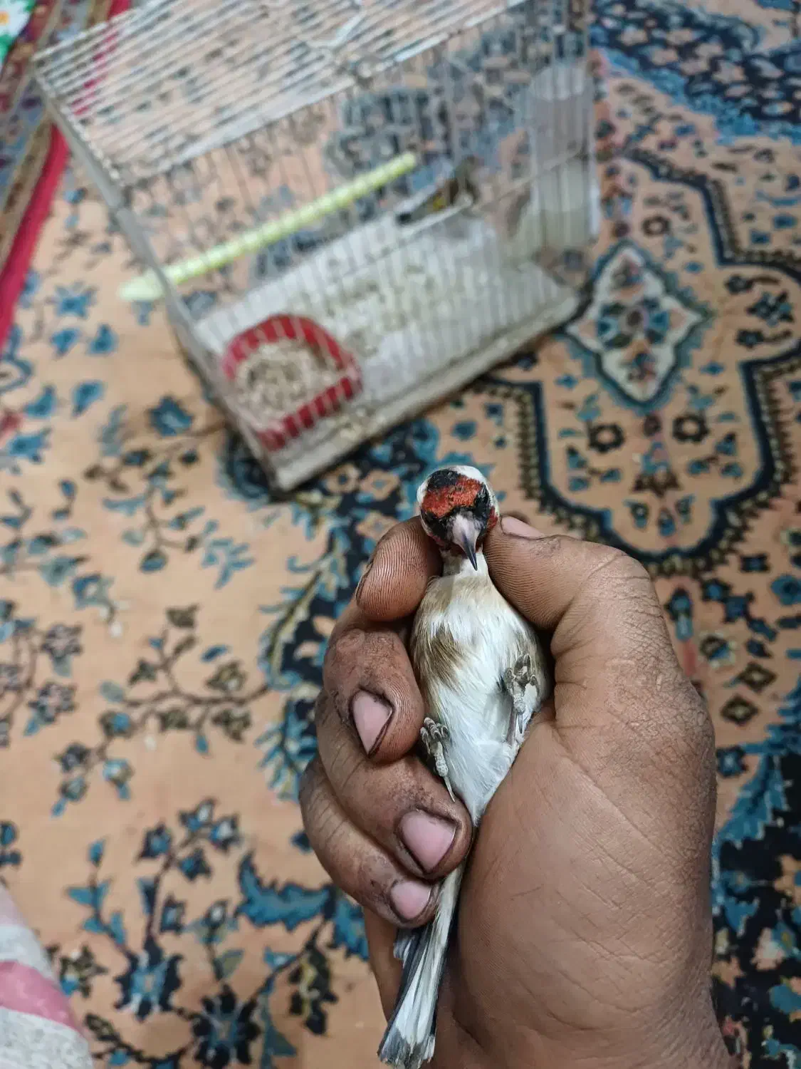 سهره چارگل کرمانی مرغ عشق قناری کوتوله عروس هلندی|پرنده|مشهد, شهید معقول|دیوار