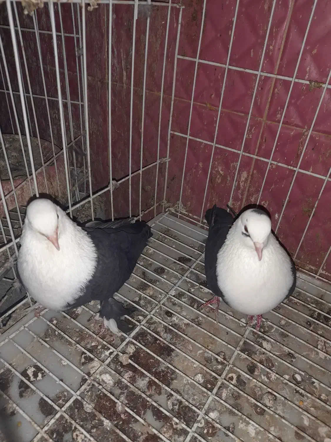 نرماده کلاغ سیاه باجوجه هاش|پرنده|شوشتر, |دیوار