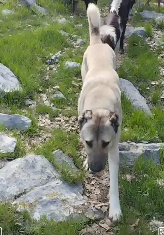 سگ سرابی|سگ|آبدانان, |دیوار