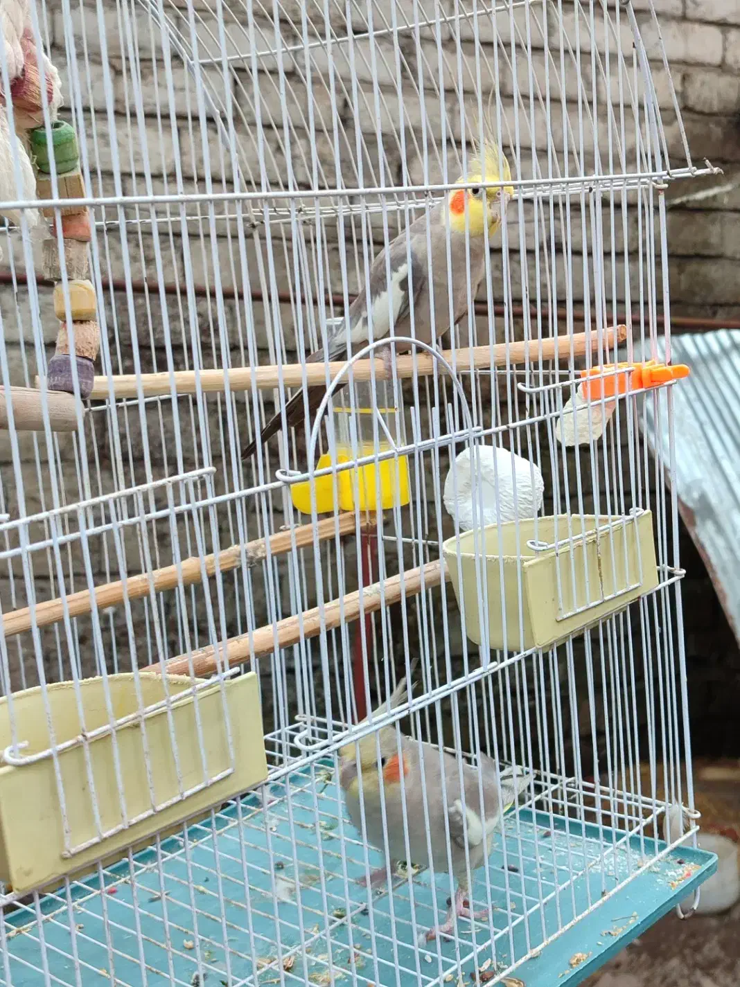 واگذاری عروس هلندی|پرنده|سیاهکل, |دیوار