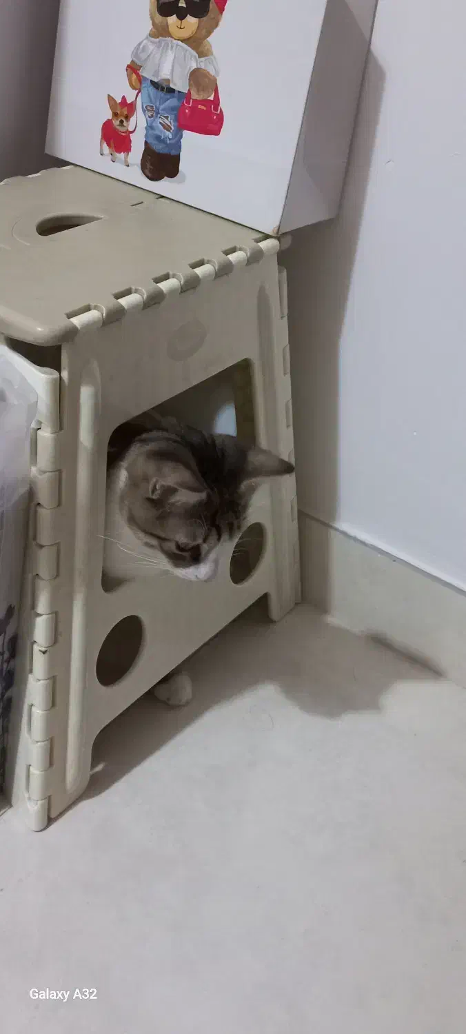 لئو بچه گربه مهربون و بازیگوش|گربه|رشت, منظریه|دیوار