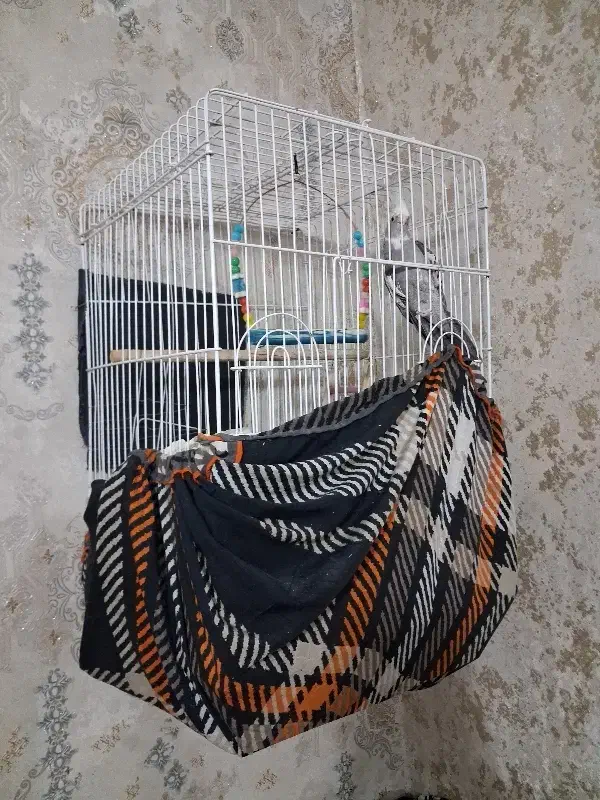 عروس هلندی|پرنده|هشتگرد, شهرک وحدت|دیوار