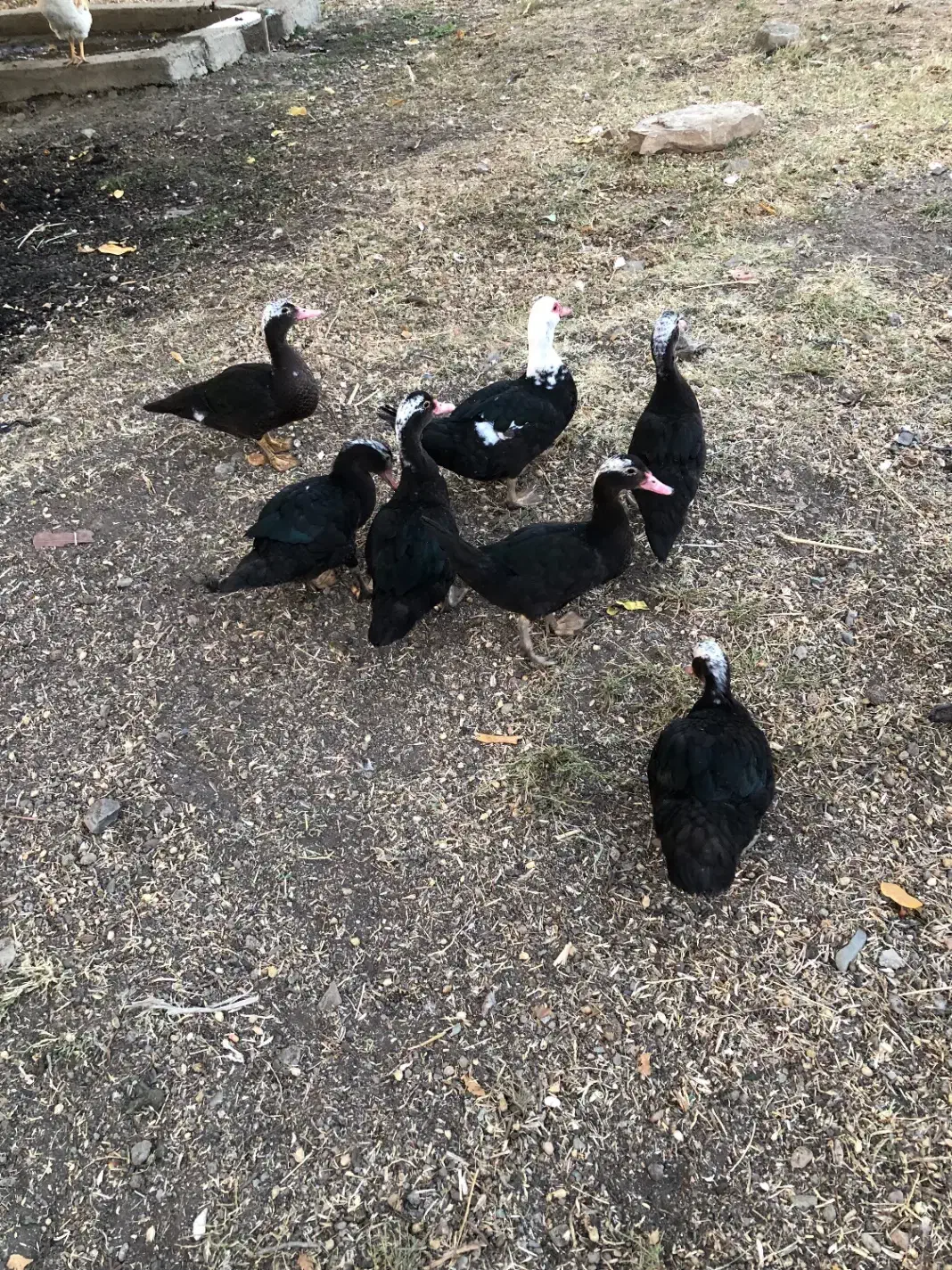 اردک روسی|حیوانات مزرعه|سیلوانه, |دیوار