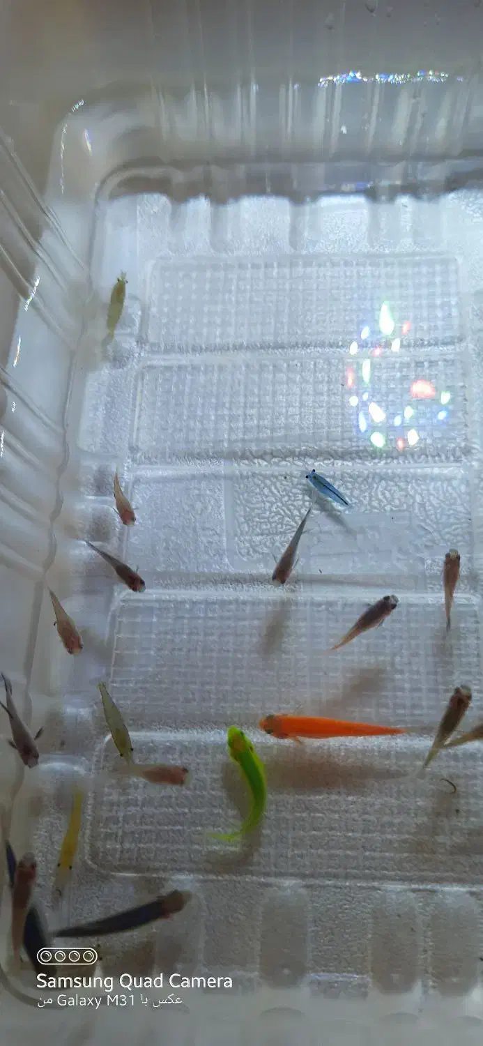 ماهی گوپی،زبرا،میگو|ماهی|کرمانشاه, |دیوار