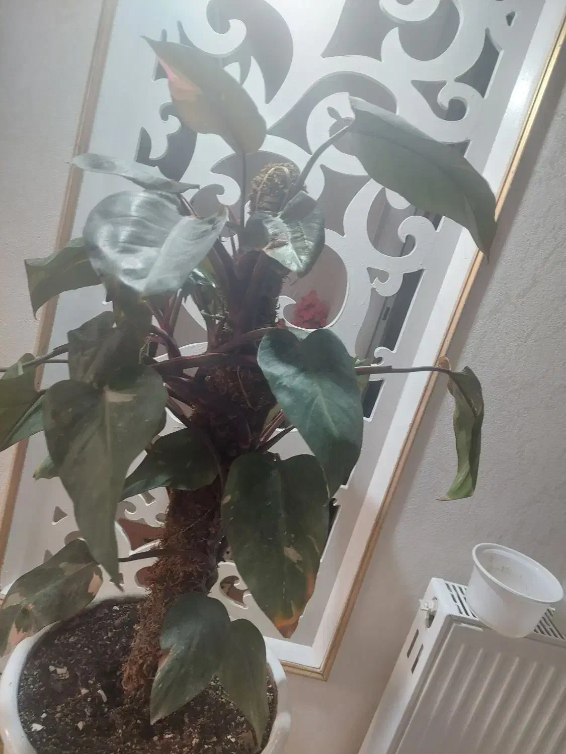 گل پینگ پرنسس برگ انجیری سانسوریااشک عروس برگ بید|گل و گیاه طبیعی|مشهد, شهرک لشکر (شهرک غرب)|دیوار