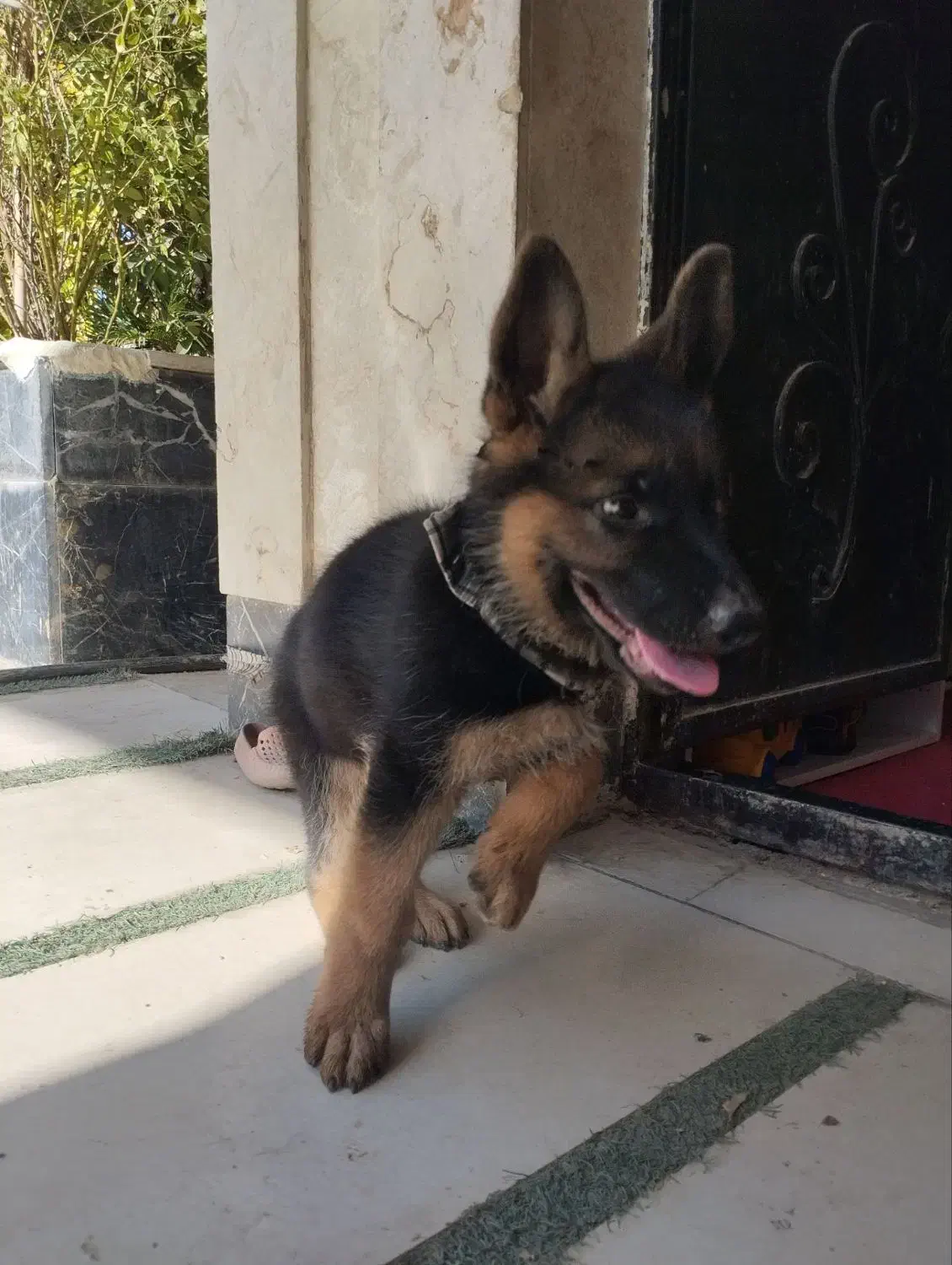 ژرمن شپرد|سگ|هشتگرد, طاووسیه|دیوار