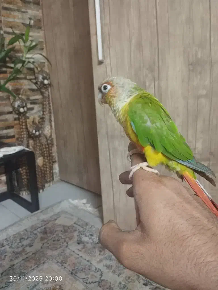 طوطی گیرینچیک|پرنده|تهران, مینای شمالی (مخبر)|دیوار