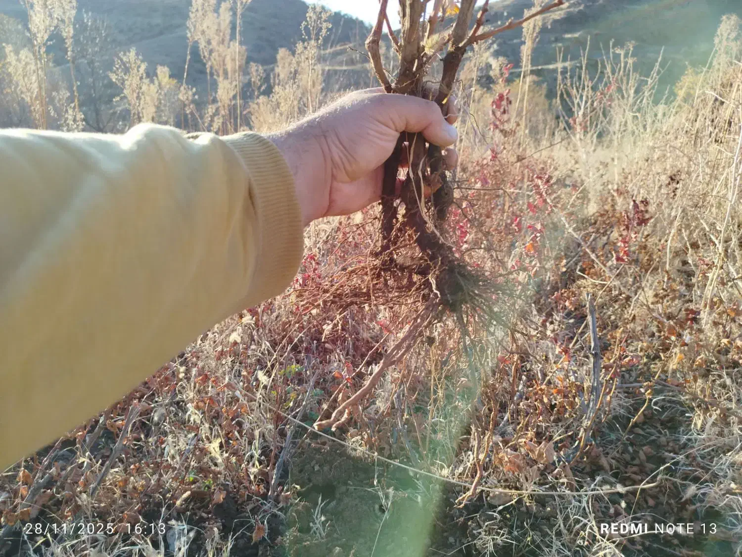 چوتک انگور سیاه برای فروش دارم|خدمات باغبانی و درختکاری|مریوان, |دیوار