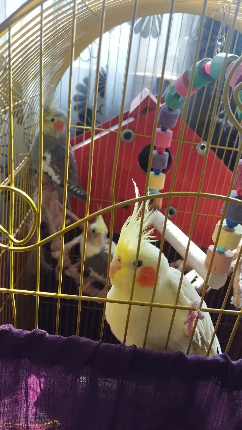 ۳ عدد عروس هلندی|پرنده|نشتارود, |دیوار