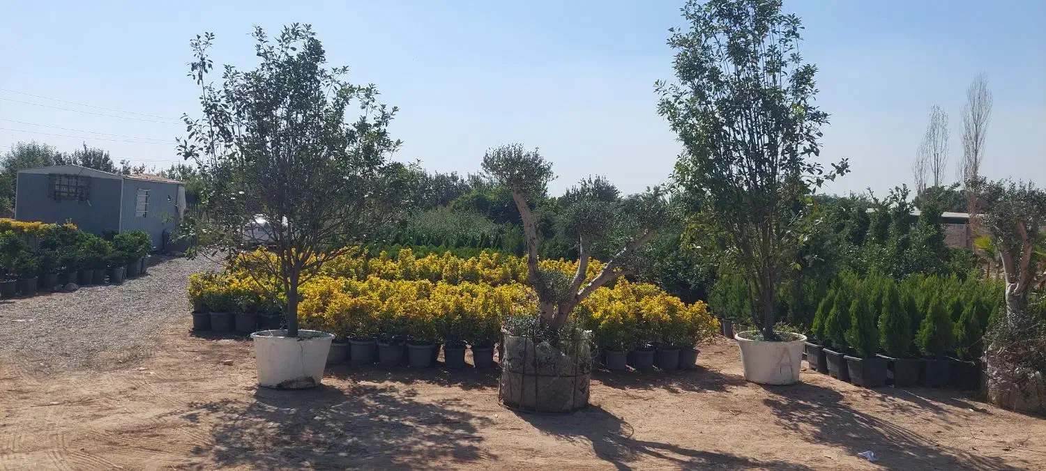 فروش نهال و درخت ودرختچه پروژه ای و جریمه ای|خدمات باغبانی و درختکاری|ورامین, ورامین|دیوار