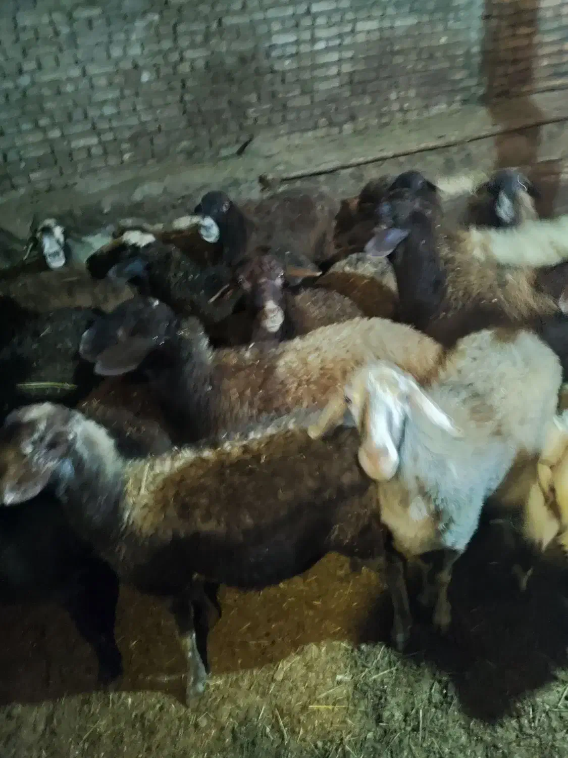 20راس‌گوسفندداشتی‌آبستن‌توافقی‌|حیوانات مزرعه|سراب, |دیوار