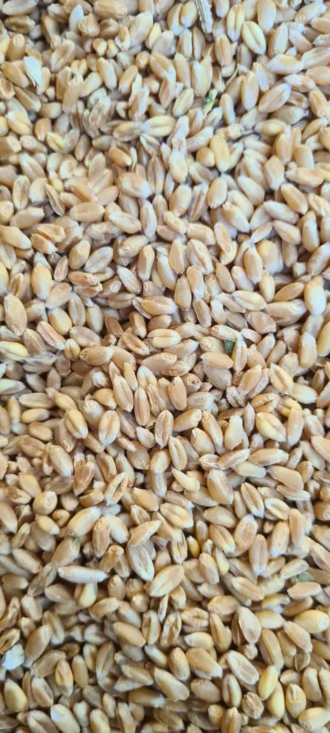 گندم بذر پیشگام خالص و بوجاری شده بدون آشغال و ...|عمده‌فروشی|اصفهان, براآن شمالی|دیوار