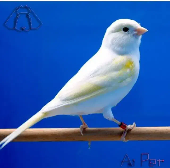 قناری|پرنده|نهبندان, |دیوار