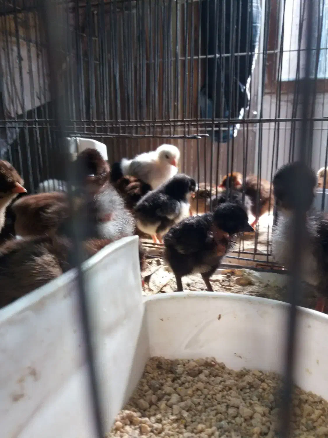 جوجه محلی کاکلی، گردن گلابی|حیوانات مزرعه|لاهیجان, کوی زمانی|دیوار