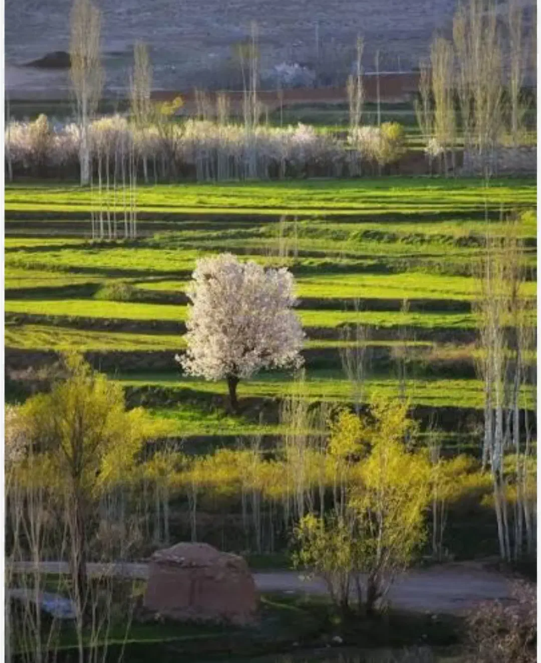 خانه ویلایی در جوشقان قالی|فروش خانه و ویلا|قمصر, |دیوار