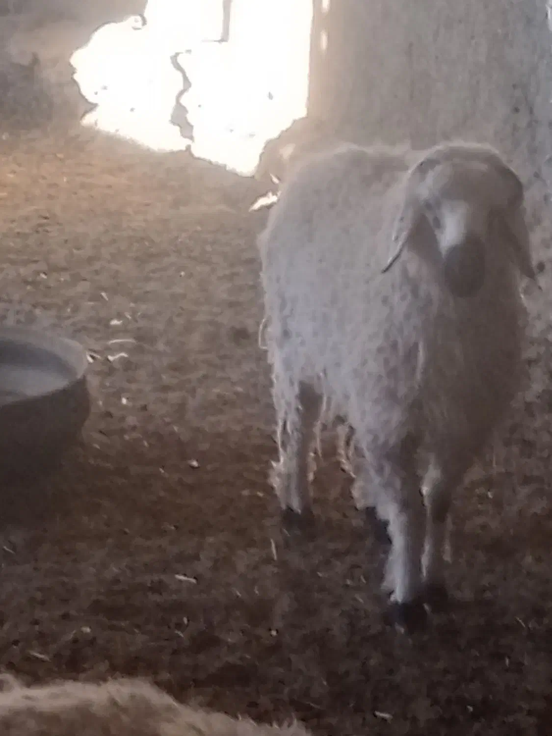 بره نر|حیوانات مزرعه|سرداران, |دیوار