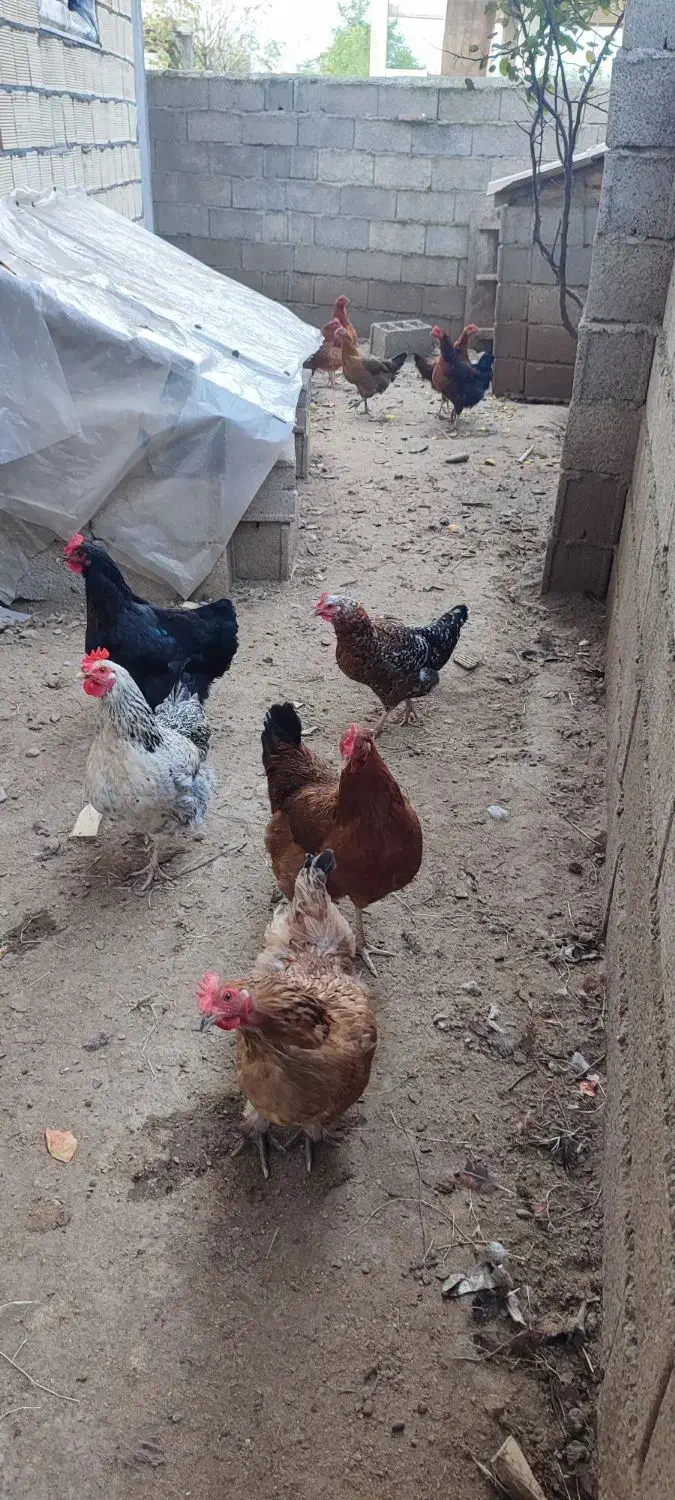 مرغ و خروس محلی بدون واکسن|حیوانات مزرعه|اسالم, |دیوار