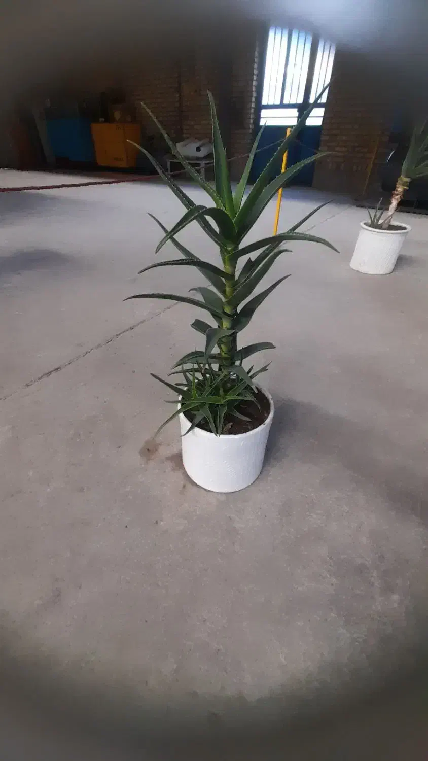 گل گندمی|گل و گیاه طبیعی|مشهد, ایثارگران|دیوار