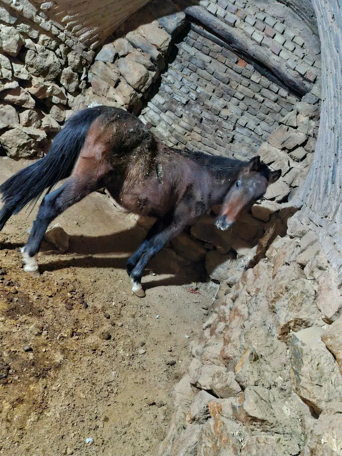 کره اسب|اسب و تجهیزات اسب‌سواری|داران, |دیوار