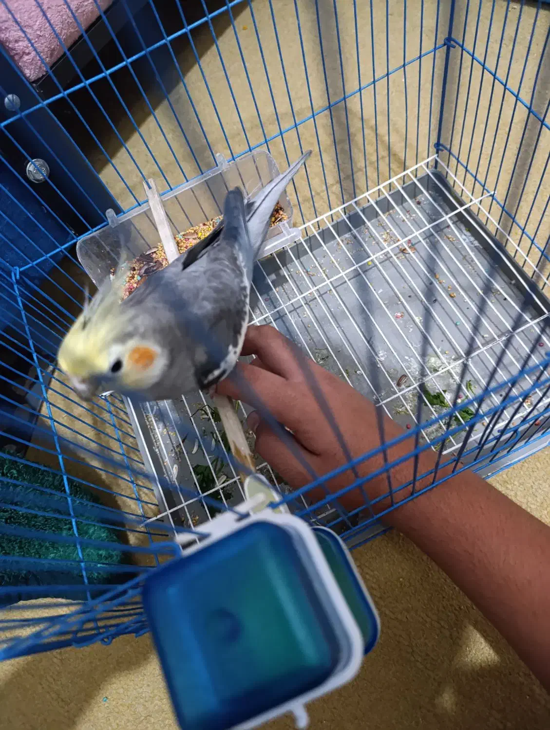 عروس پاریس نر فول فول دستی و سخنگو درجه یک|پرنده|اهواز, مجاهد|دیوار