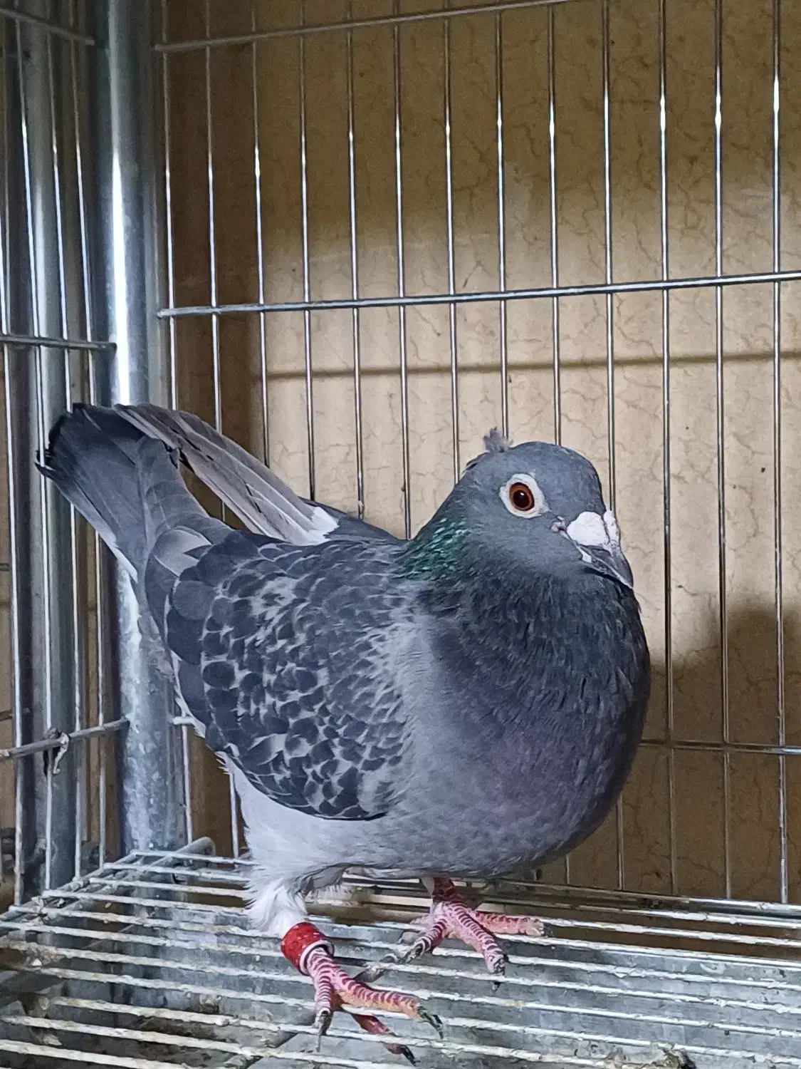 کبوتر پلاکی|پرنده|اسلام‌شهر, شهرک مفیدی|دیوار