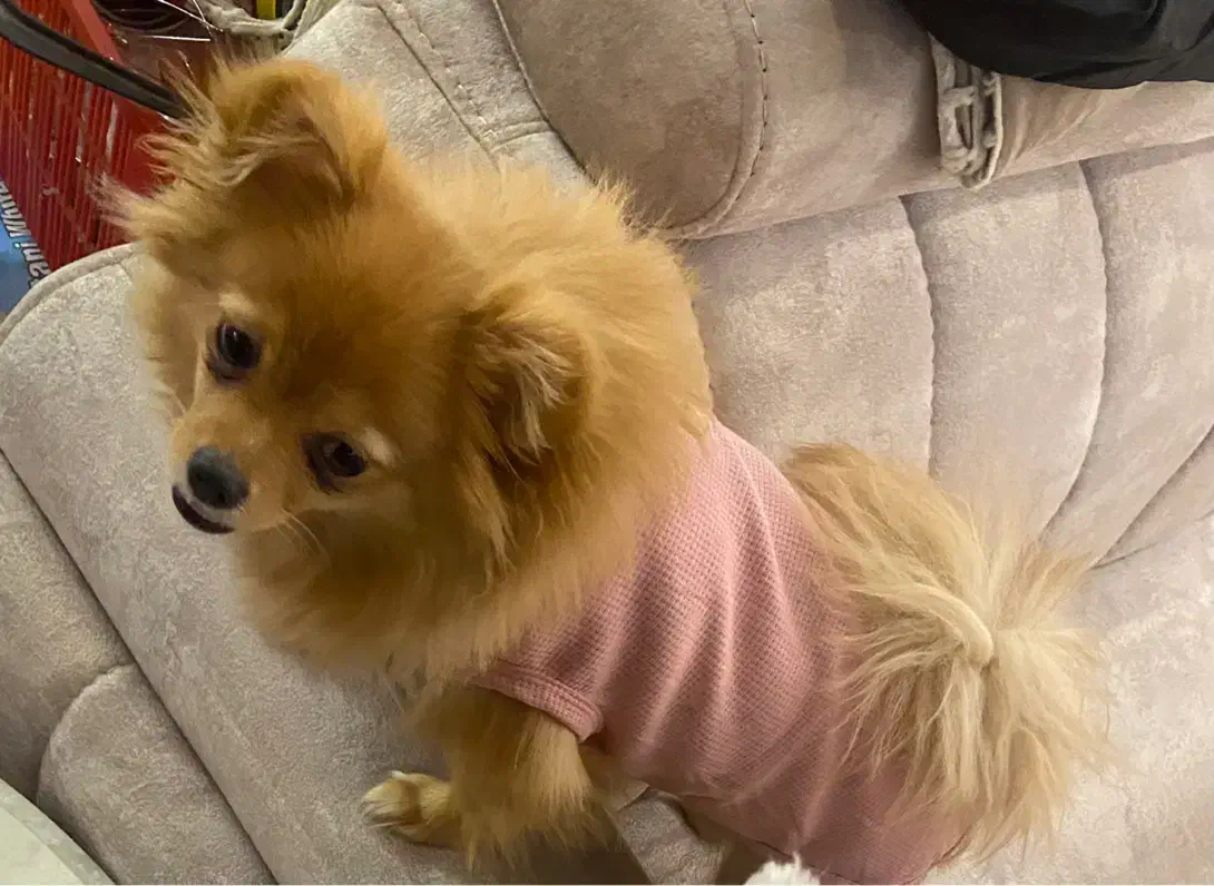 سگ پامرانین|سگ|تهران, جردن|دیوار