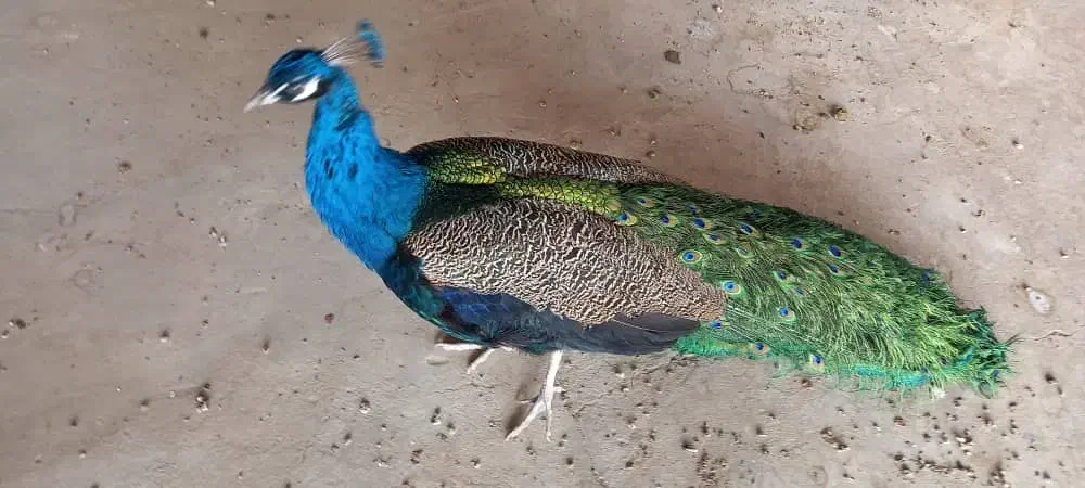 طاووس|پرنده|آران و بیدگل, |دیوار