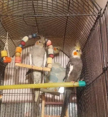 عروس هلندی|پرنده|اراک, |دیوار