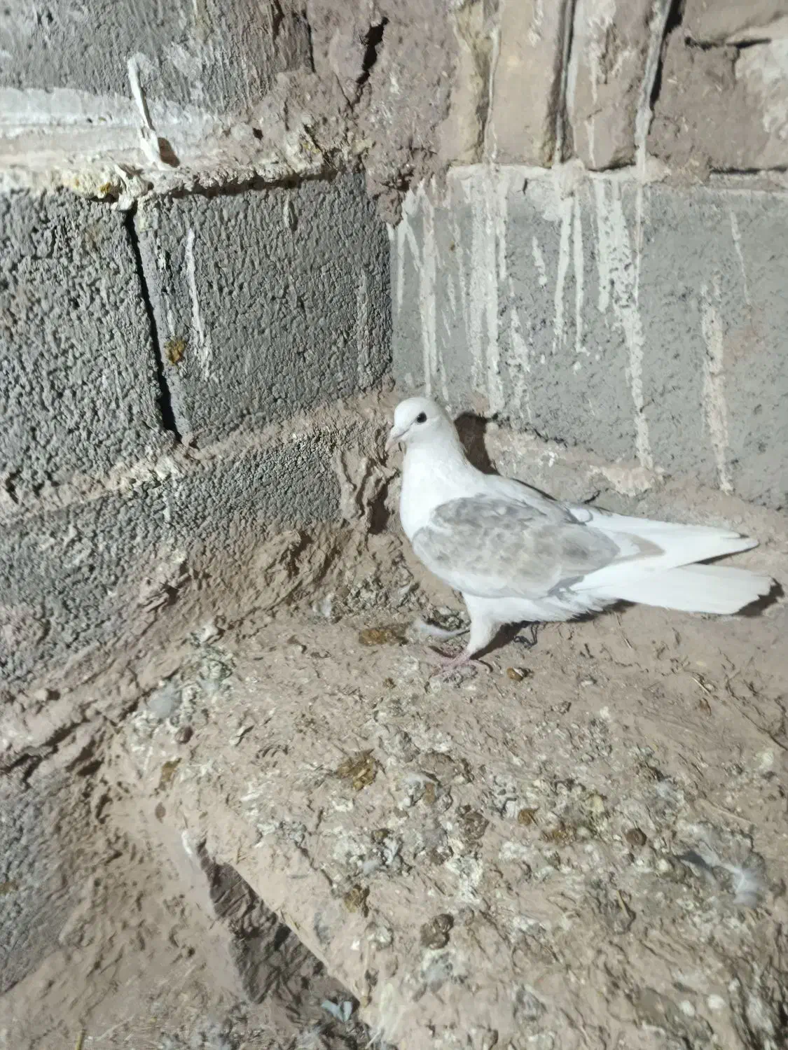 کبوتر|پرنده|سبزوار, باهنر|دیوار