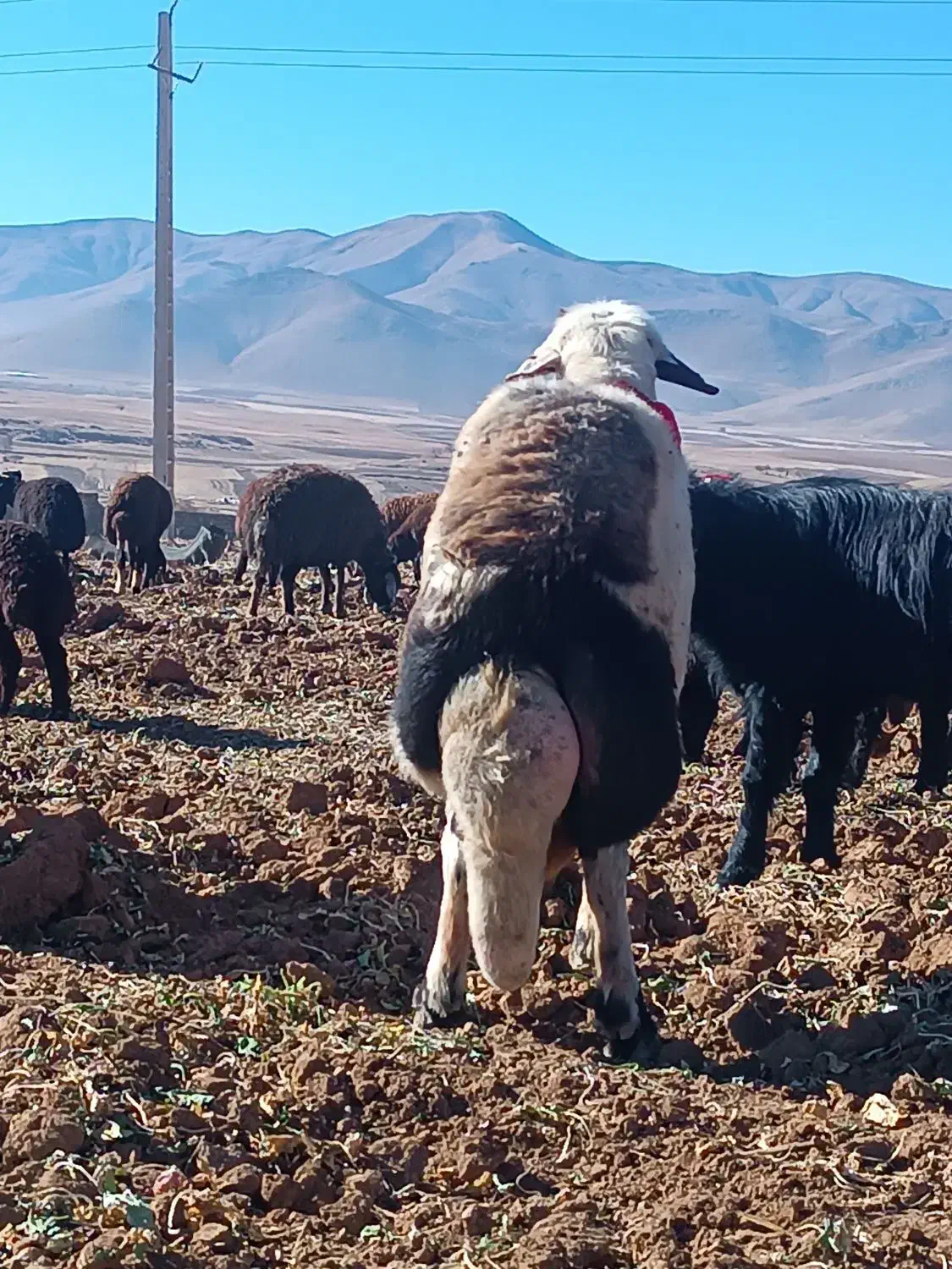 قوچ پلنگی|حیوانات مزرعه|زنده رود, |دیوار