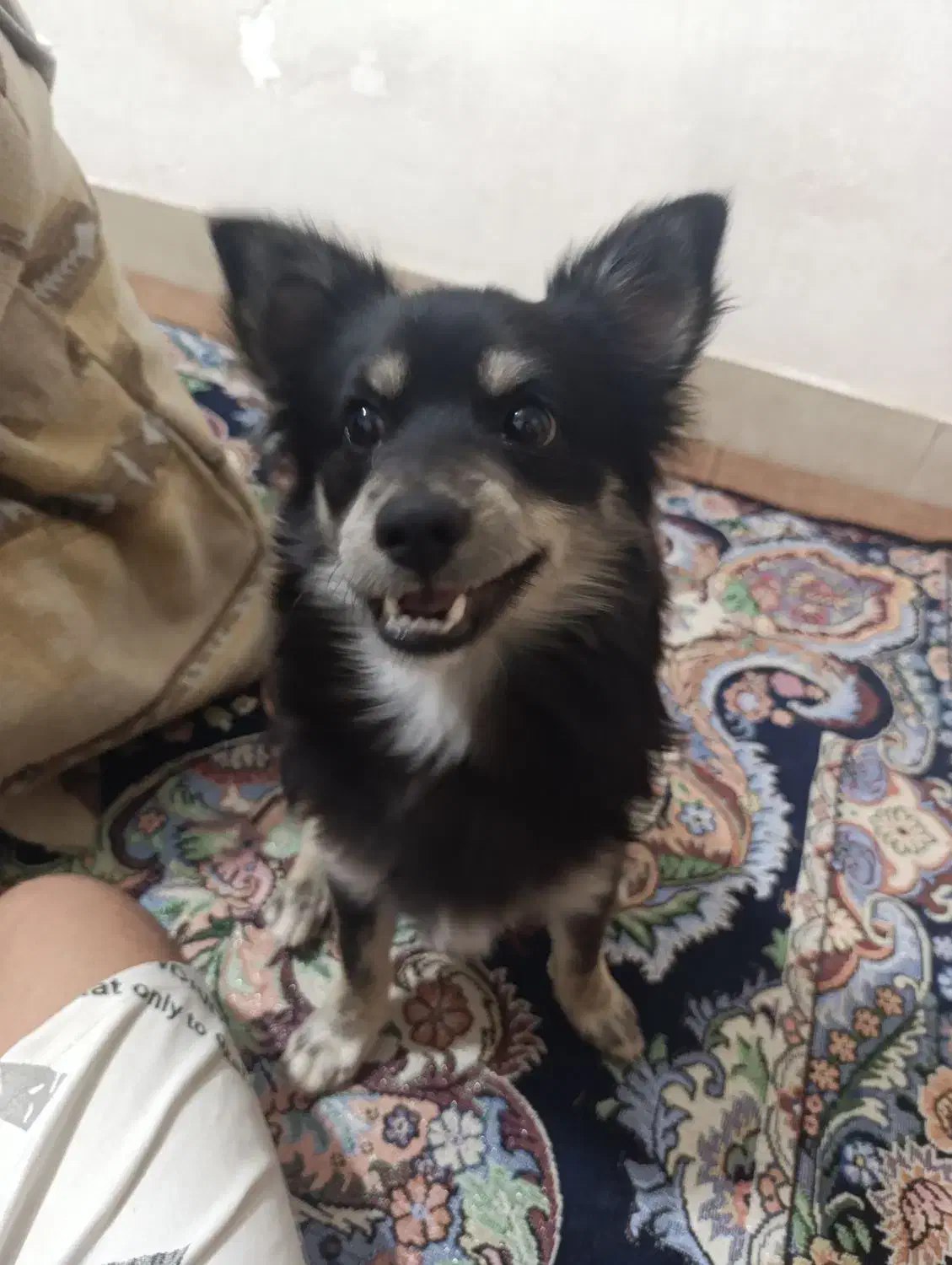 سگ نر پامر اشتپیز|سگ|مرودشت, ژیان|دیوار