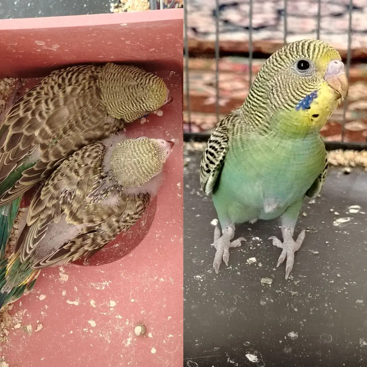 مرغ عشق ماده تخم گذار|پرنده|جغتای, |دیوار