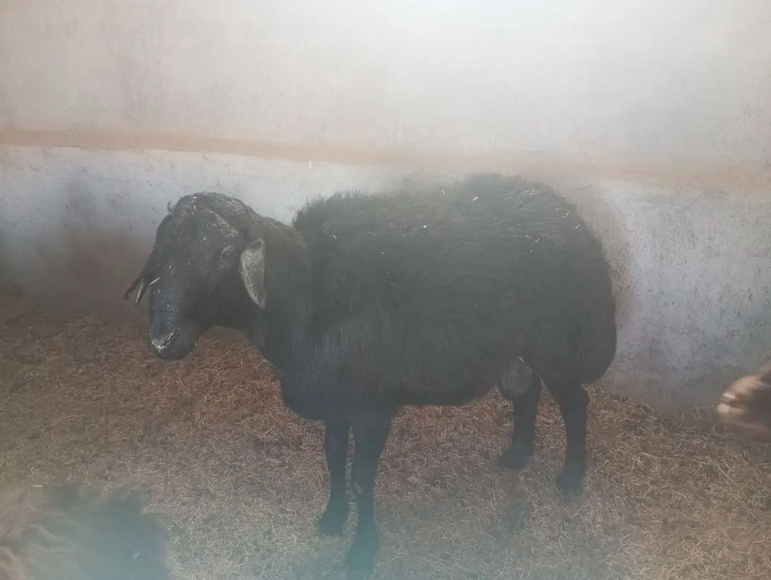 بره قوچ قره قزل|حیوانات مزرعه|یزد, |دیوار